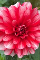 4 Stück Dynamite Lieferung ab Dezember