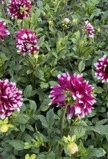 4 Stück Mystery Day