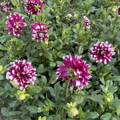 x stuks Mystery Day UITVERKOCHT