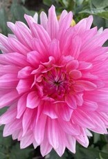 x stuks GoGo Pink UITVERKOCHT
