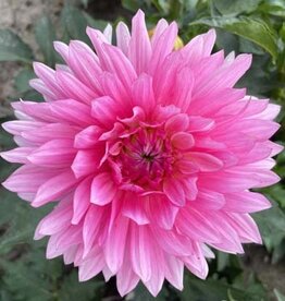 x Stück GoGo Pink AUSVERKAUFT
