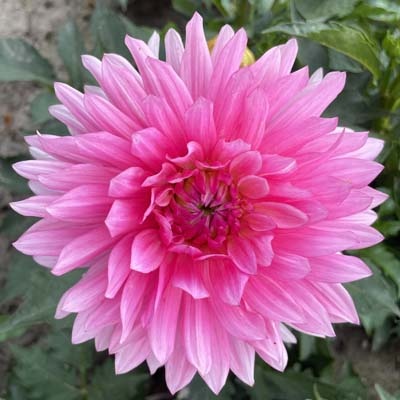 x stuks GoGo Pink UITVERKOCHT