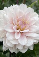 4 stuks Silver Years