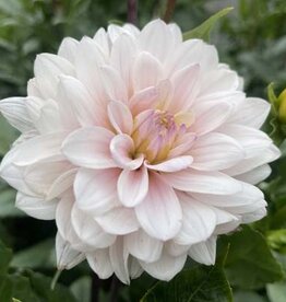 4 stuks Silver Years