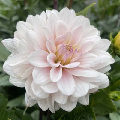 4 Stück Silver Years