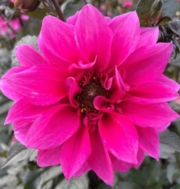 4 Stück Fascination Lieferung ab Dezember