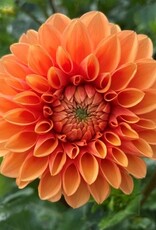 4 Stück Sylvia/Maren Lieferung ab Dezember