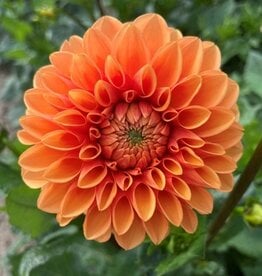 4 stuks Sylvia/Maren