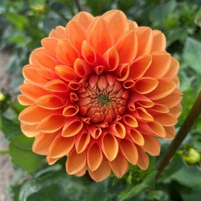 4 Stück Sylvia/Maren Lieferung ab Dezember