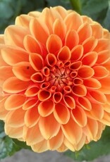 4 stuks Sylvia/Maren