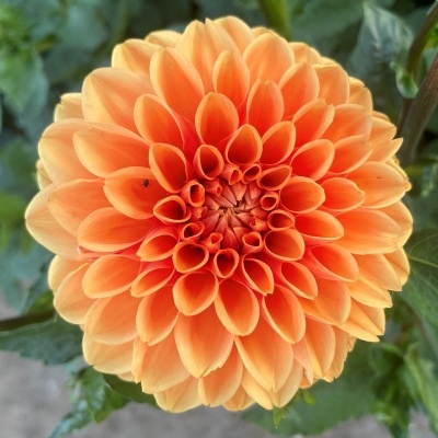 4 Stück Sylvia/Maren