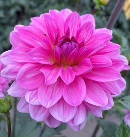 x stuks Onesta UITVERKOCHT