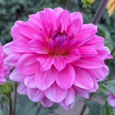 x stuks Onesta UITVERKOCHT