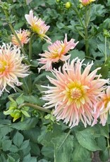 4 Stück Alfred Grille