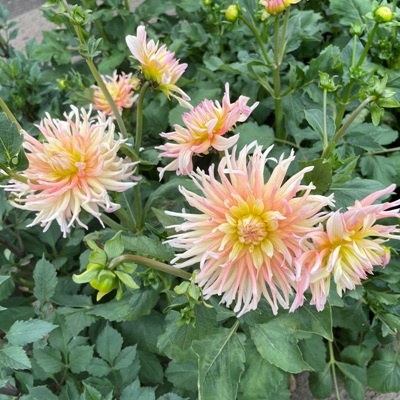 4 stuks Alfred Grille