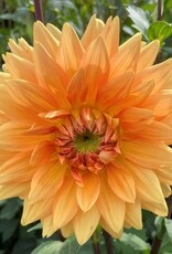 4 Stück Noordwijks Glorie