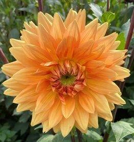 4 stuks Noordwijks Glorie