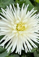 4 Stück Playa Blanca