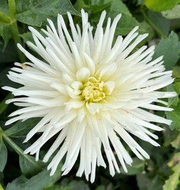 4 stuks Playa Blanca