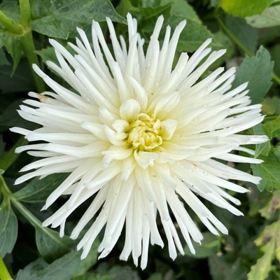 4 stuks Playa Blanca