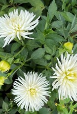 4 Stück Playa Blanca