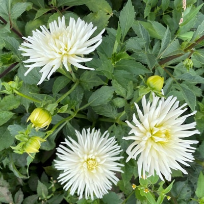 4 Stück Playa Blanca