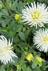 4 Stück Playa Blanca