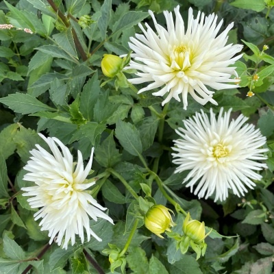 4 Stück Playa Blanca