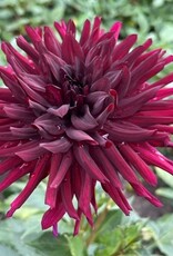 x Stück Nuit d’été AUSVERKAUFT