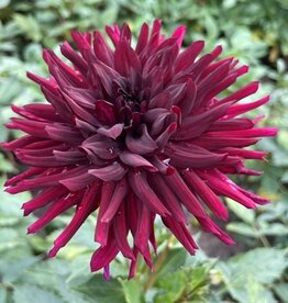 4 stuks Nuit d’été