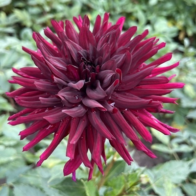 4 Stück Nuit d’été