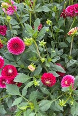 4 Stück Little William