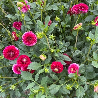 4 stuks Little William