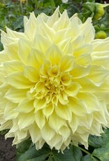 4 Stück Kelvin Floodlight