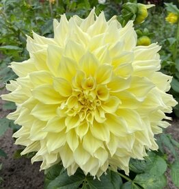 4 stuks Kelvin Floodlight