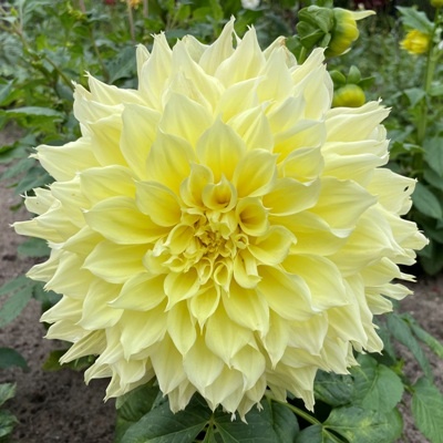 4 Stück Kelvin Floodlight