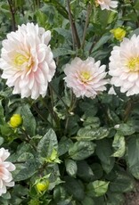 4 stuks Silver Years