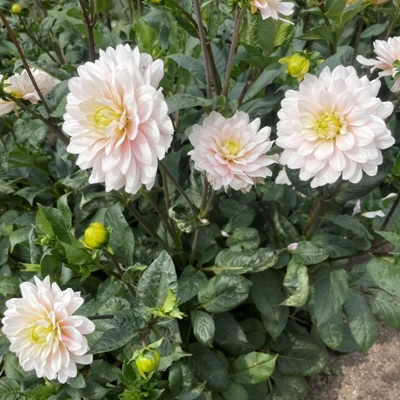 4 stuks Silver Years