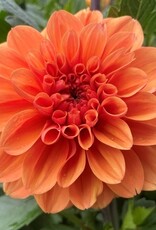 x stuks Orange King UITVERKOCHT