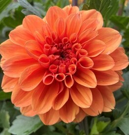 x Stück Orange King AUSVERKAUFT