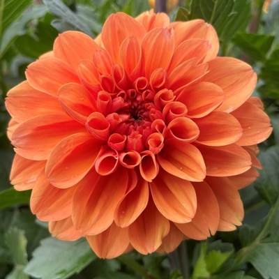x stuks Orange King UITVERKOCHT