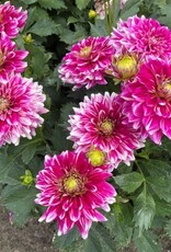 4 Stück GoGo Two Tone