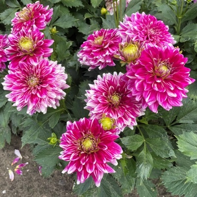 4 Stück GoGo Two Tone