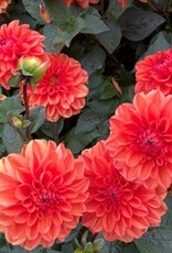 4 stuks Orange Nugget Levering vanaf december
