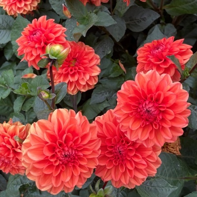 4 Stück Orange Nugget