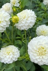 4 Stück White Aster Lieferung ab Dezember