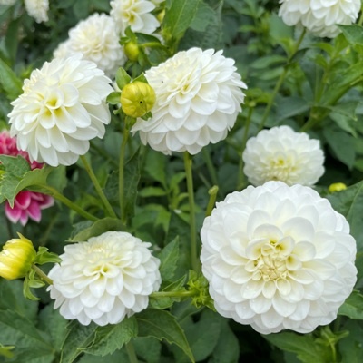 4 stuks White Aster Levering vanaf december