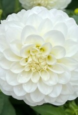 4 Stück White Aster Lieferung ab Dezember