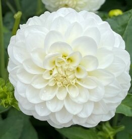 4 stuks White Aster Levering vanaf december