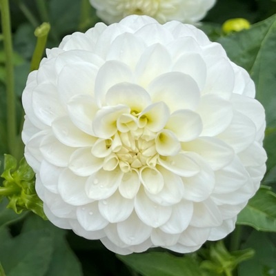 4 stuks White Aster Levering vanaf december